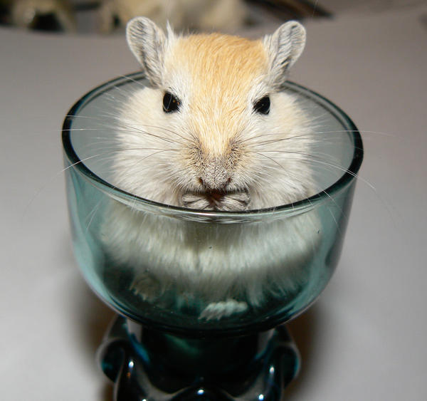 THE ANGRY GERBIL